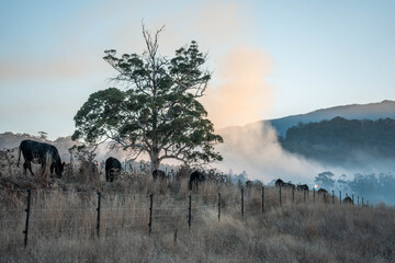 bushfire smoke above a farm in australia in summer
