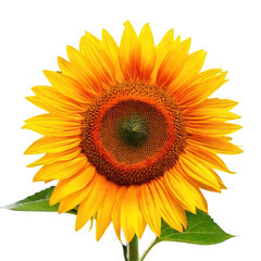 Obraz premium Sunflower bloom, isolated on transparent background.