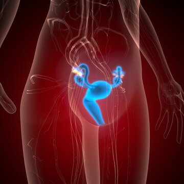 Female reproductive system. 3d illustrations