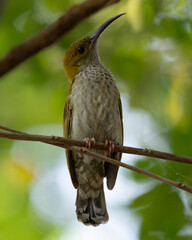 A detailed photograph of an exotic bird resting on a branch