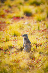 squirrel on the ground