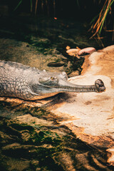 Fototapeta premium crocodile in the water