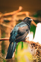 bird on a branch
