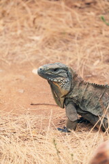 Obraz premium iguana on a rock