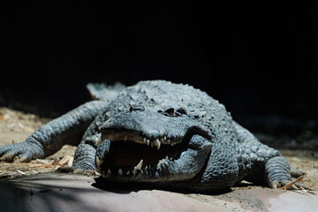 crocodile in the zoo