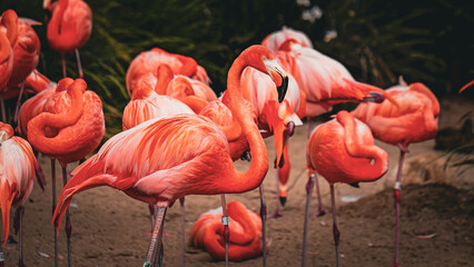 pink flamingos in the water