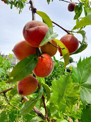 Ripe Peaches on a Branch