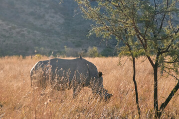A rare white rhino spotted during a safari game drive at sunset in Pilanesberg National Park, South Africa. The majestic animal stands in the golden light of the savanna, highlighting African wildlife