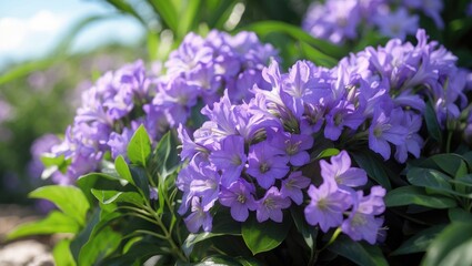 Obraz premium Vivid purple flowers blooming among green leaves in a garden setting. Bright sunlight highlights the petals and foliage.
