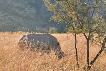 A rare white rhino spotted during a safari game drive at sunset in Pilanesberg National Park, South Africa. The majestic animal stands in the golden light of the savanna, highlighting African wildlife