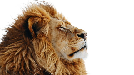 Majestic Lion Portrait A Study of Strength and Serenity in the Wild