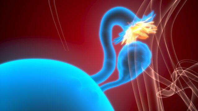 Female reproductive system. 3d illustrations