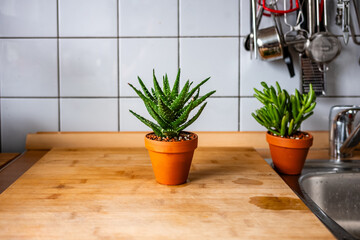 Aloe Vera Sukkulente und Crassula ovata im Terrakotta-Topf auf Küchenarbeitsplatte