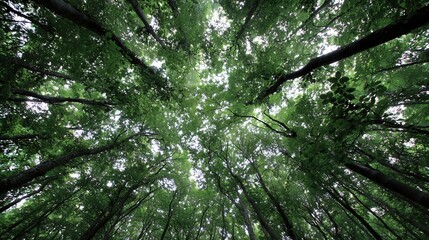 Obraz premium Lush Green Canopy of Trees Reaching Towards the Bright Sky Above