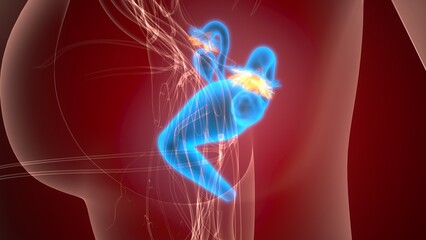 Female reproductive system. 3d illustrations
