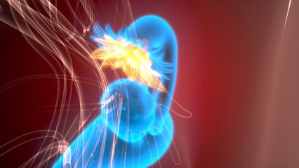 Female reproductive system. 3d illustrations