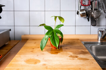 Kleiner Philodendron Florida Green Zimmerpflanze im Terrakotta-Topf auf Küchentheke