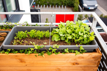 Frisches Salat und Kräuter im Hochbeet auf dem Balkon mit Holzverkleidung