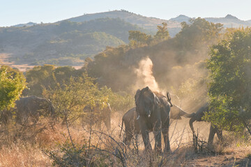 Elephants engaging in dust bathing behavior during a safari game drive in Pilanesberg National Park, South Africa. The scene captures the playful and natural habits of these majestic African animals.