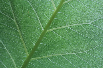 green leaf texture