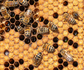 Honey Bees working on honeycomb close-up shot.