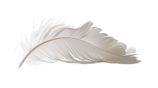 Pure white feather highlighting its delicate lightness and soft, airy texture