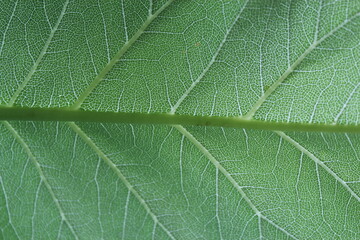 green leaf texture