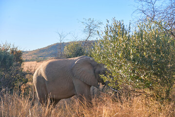 Elephant spotted during a safari game drive at sunset in Pilanesberg National Park, South Africa. The scene captures the natural habits of these majestic African animals.