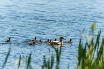 A family of ducks, a duck and its little ducklings are swimming in the water. The duck takes care of its newborn ducklings. Mallard, lat. Anas platyrhynchos