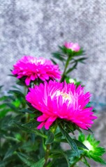 Obraz premium pink and white flowers