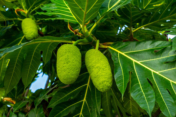 Vibrant green breadfruit hanging from lush tree with large leaves