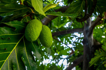 Green breadfruit hanging on tree with lush leaves in tropical setting