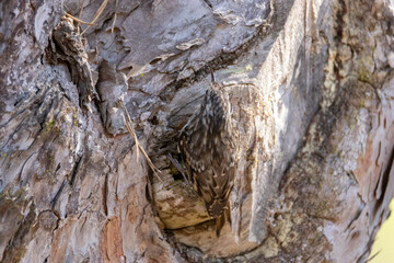 Para donde voy, izquierda o derecha. Agateador europeo (Certhia brachydactyla)