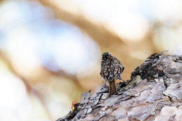 Dándome la espalda este Agateador europeo (Certhia brachydactyla)