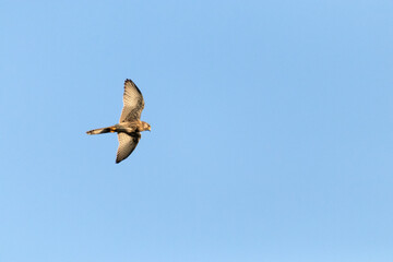 Cernícalo Vulgar hembra (Falco tinnunculus) inspeccionando el terreno desde el aire