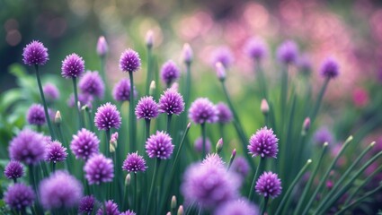 Fototapeta premium Violet flowers in a garden with green leaves and blurred background. Nature and floral concept. Garden and flowering plants. The concept of botanical beauty and nature scenery