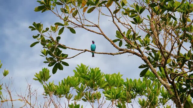 Cotinga cayana