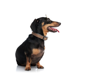 cute little teckel dachshund dog with sunglasses sticking out tongue