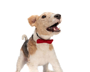 adorable fox terrier puppy with red bowtie looking forward and panting