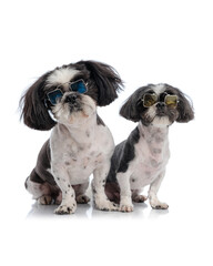 cute little shih tzu dog couple with sunglasses looking forward and sitting