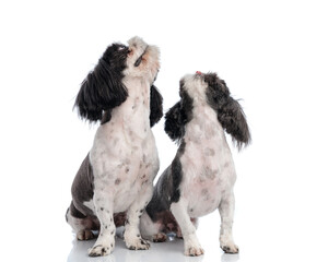 greedy two little shih tzu puppies looking up and eagerly waiting for food