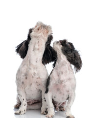 excited hungry shih tzu dogs looking up and being curious