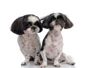 cute little shih tzu puppies sitting next to each other and looking at camera