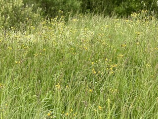 Stunningly Lush Green Grass Field Adorned with Colorful Wildflowers in Natures Beauty. Stunningly vibrant green grass field, adorned with colorful wildflowers, beautifully showcasing natures splendor