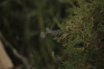 lavender sprigs close-up, desktop background
