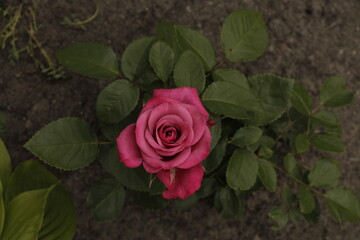 pink rose on a green background
