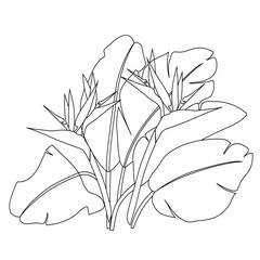 Line Drawing Strelitzia Flowers Transparent