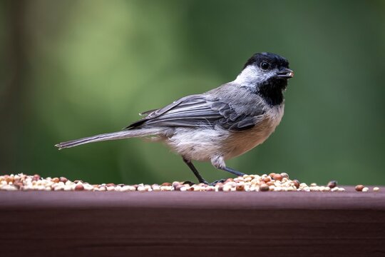 A black-capped chickadee stands on a wooden ledge scattered with seeds, holding one in its beak.
