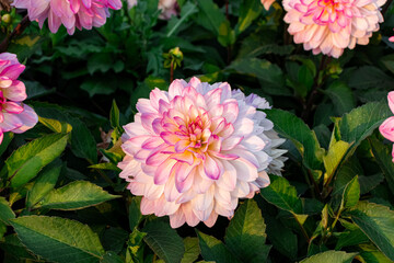 Pink Dahlia bushy flower closeup at lush background garden