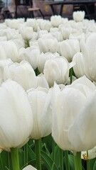 Close-up of white tulips (Tulipa) in a field, showcasing their smooth, delicate petals and long,...